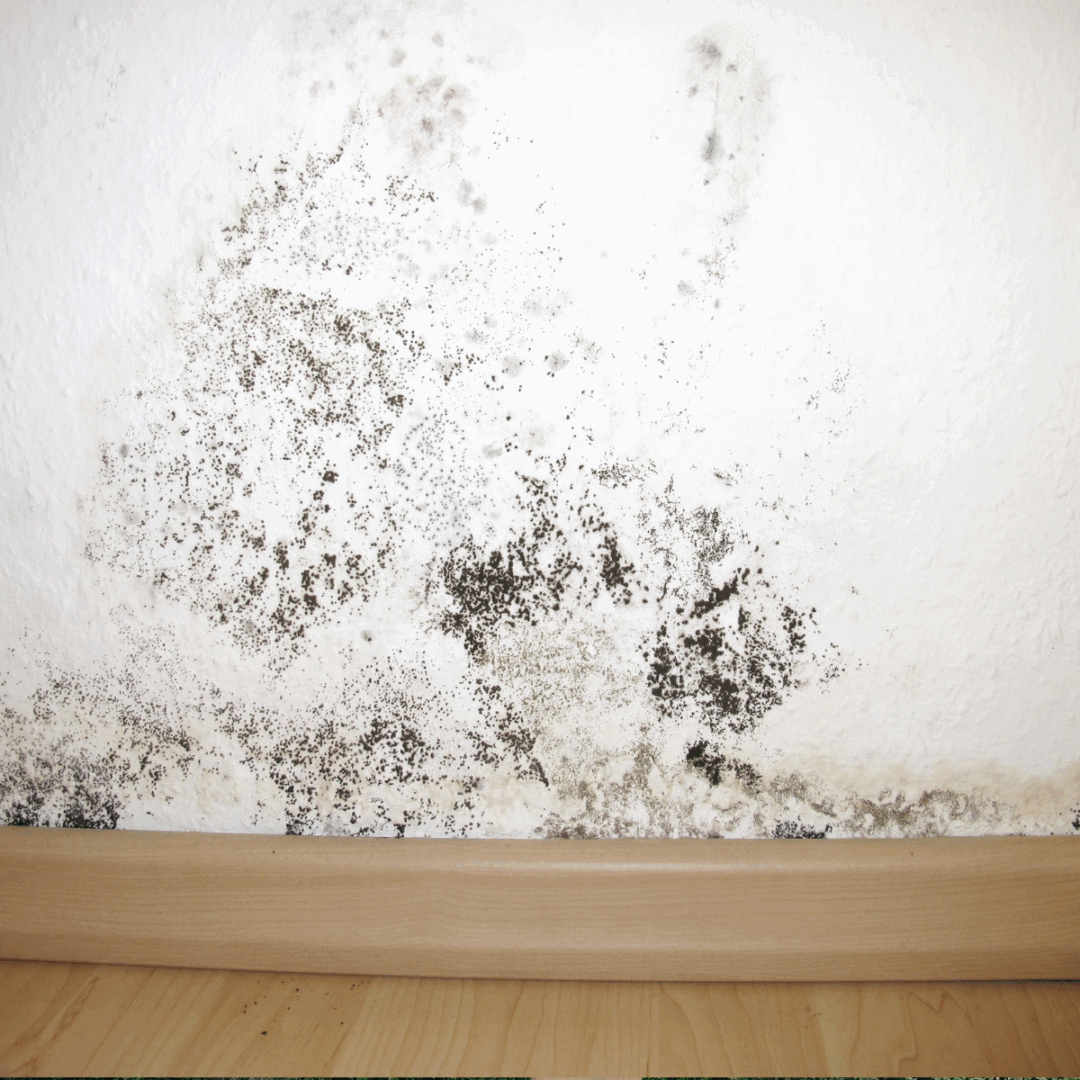 After a water damage event, a client of Blacktail Restoration needed some help with mold remediation.