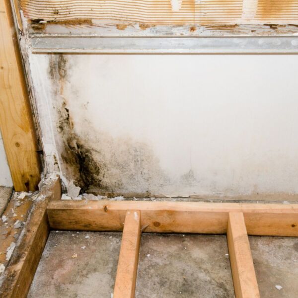 The base of a countertop is contaminated with mold growth.